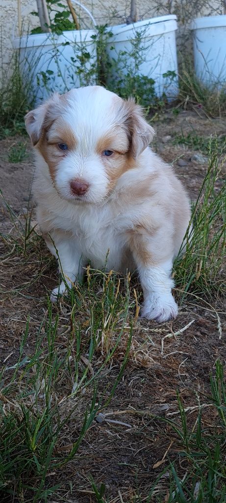 Havane's Paradise - Chiots disponibles - Berger Australien