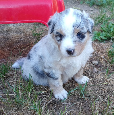CHIOT 9